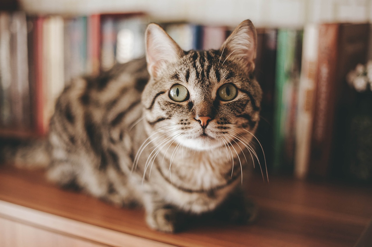 Exploring the Unique Features of the Burmese Cat